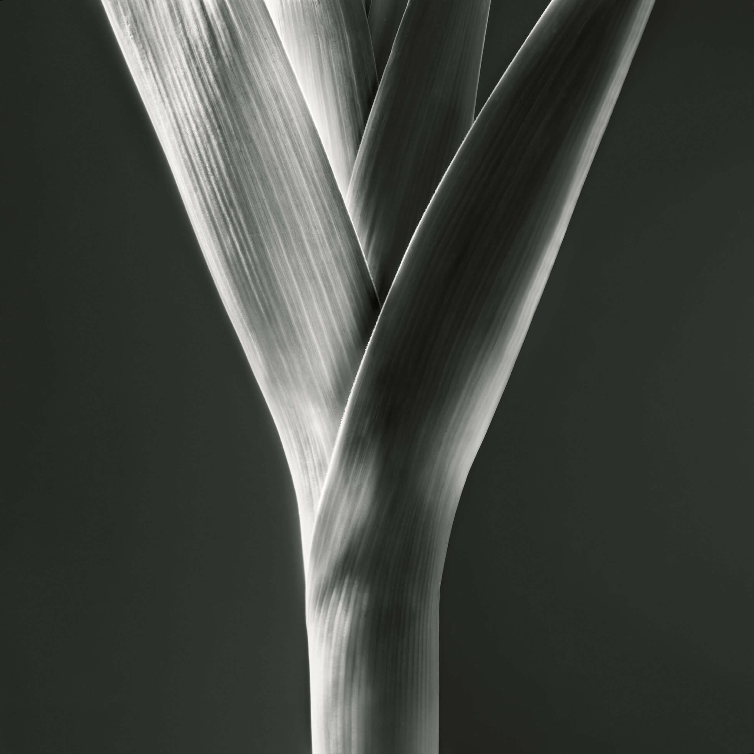 Jean-Baptiste Huynh, Nature, Poireau, 2013