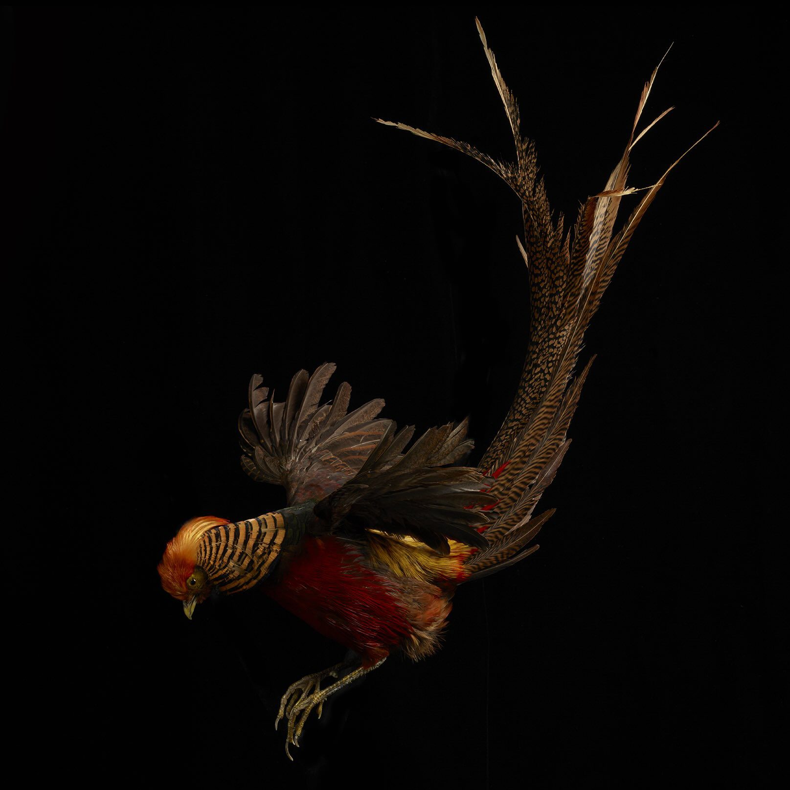 Jean-Baptiste Huynh, Deyrolle, Faisan 2