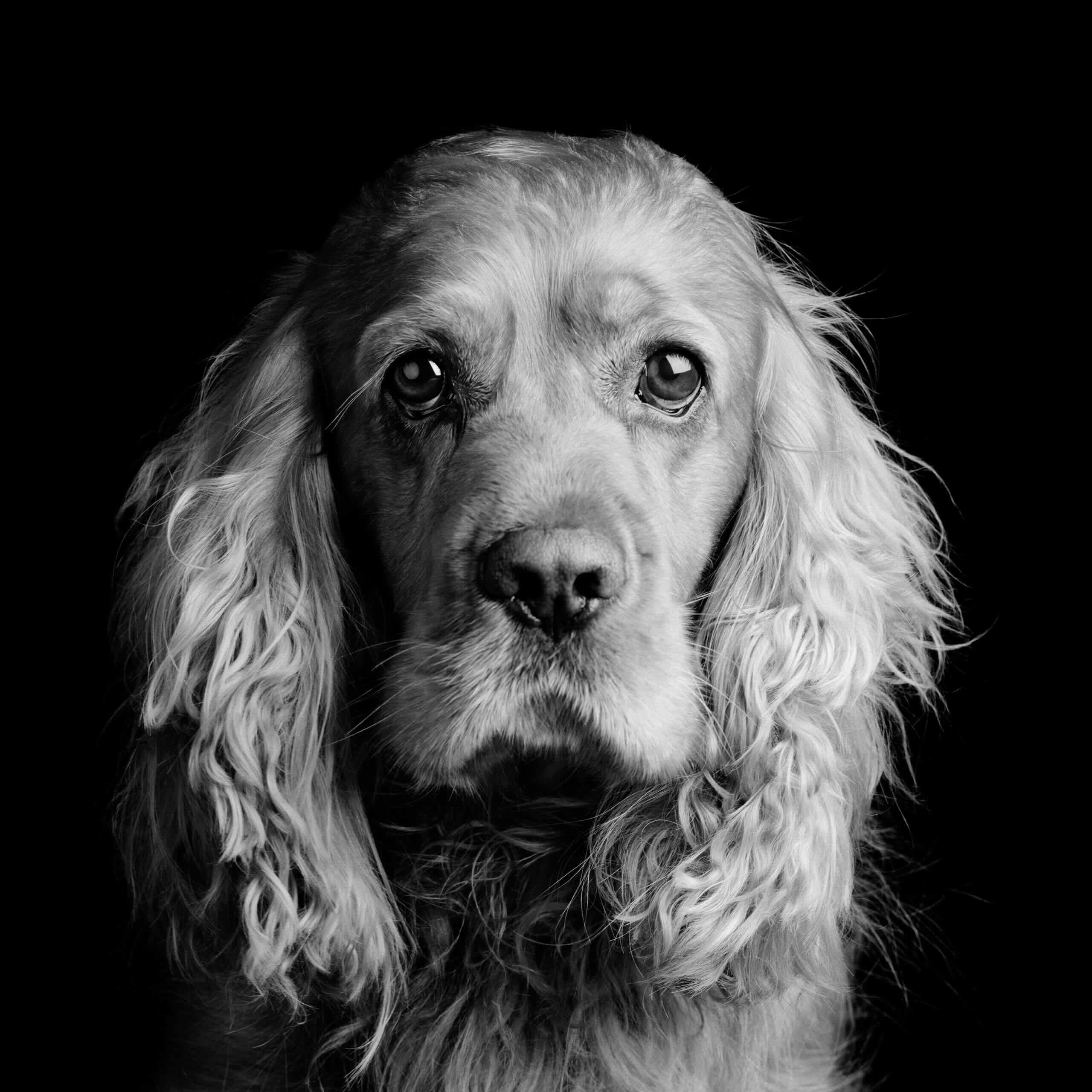 Jean-Baptiste Huynh, Animaux, Schnapps, 2007