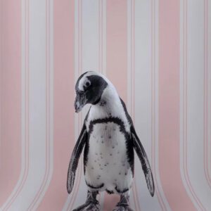 Claire Rosen, African Penguin No. 7125, 2021, Archival Pigment Photograph