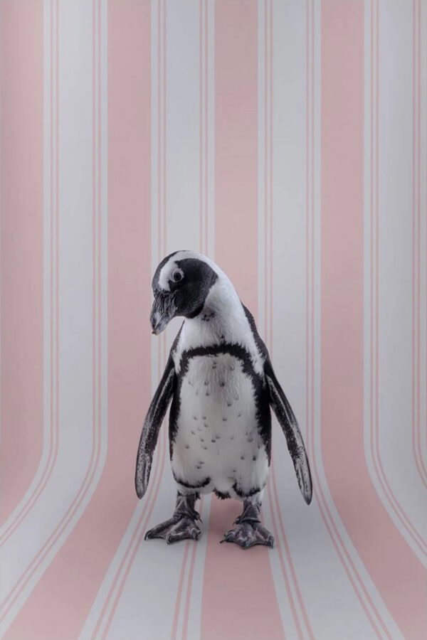 Claire Rosen, African Penguin No. 7125, 2021, Archival Pigment Photograph