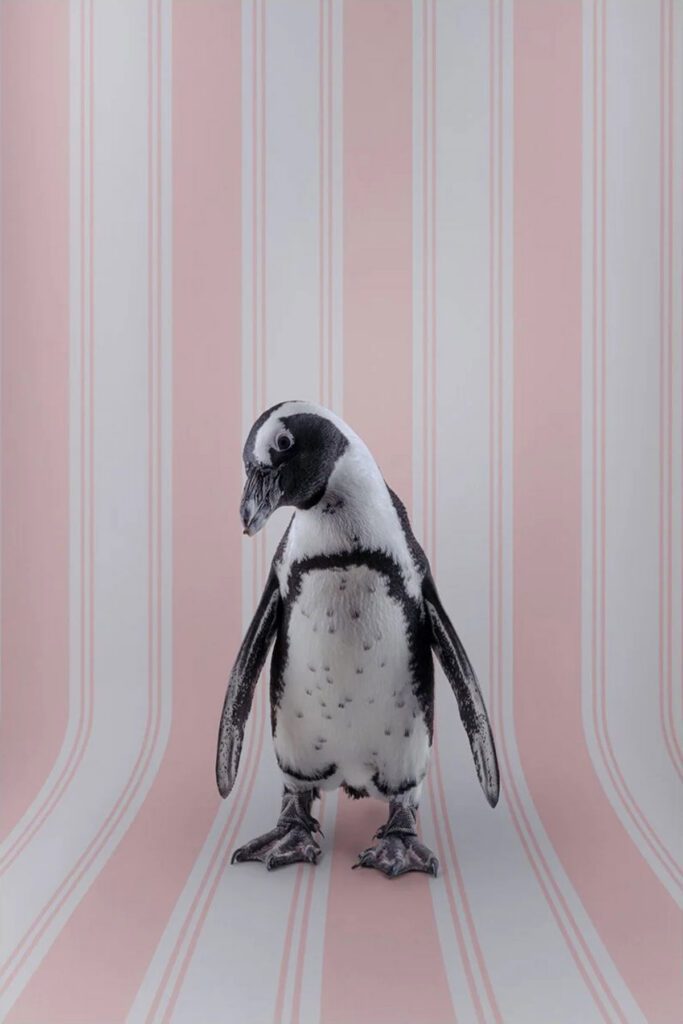 Claire Rosen, African Penguin No. 7125, 2021, Archival Pigment Photograph