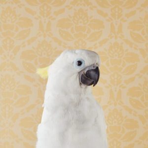 Claire Rosen, Blue-Eyed Cockatoo No. 7212, 2012, Archival Pigment Photograph