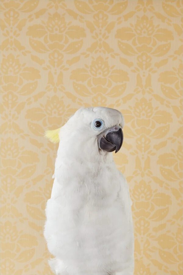 Claire Rosen, Blue-Eyed Cockatoo No. 7212, 2012, Archival Pigment Photograph Claire Rosen, Blue-Eyed Cockatoo No. 7212, 2012, Archival Pigment Photograph