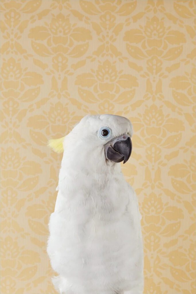 Claire Rosen, Blue-Eyed Cockatoo No. 7212, 2012, Archival Pigment Photograph