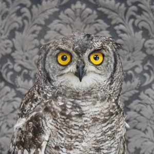 Claire Rosen, Spotted Eagle Owl No. 7261, 2016, Archival Pigment Photograph
