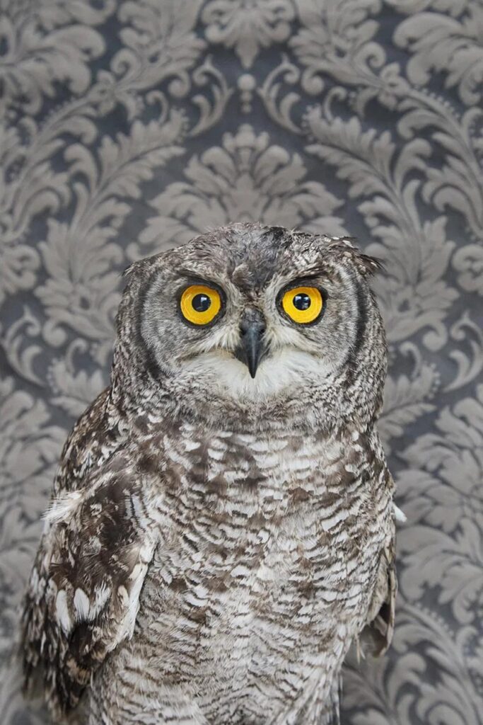 Claire Rosen, Spotted Eagle Owl No. 7261, 2016, Archival Pigment Photograph