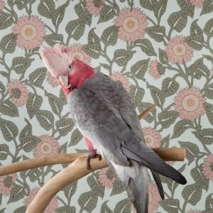 Claire Rosen, Rose Breasted Cockatoo No. 7461, 2012, Archival Pigment Photograph