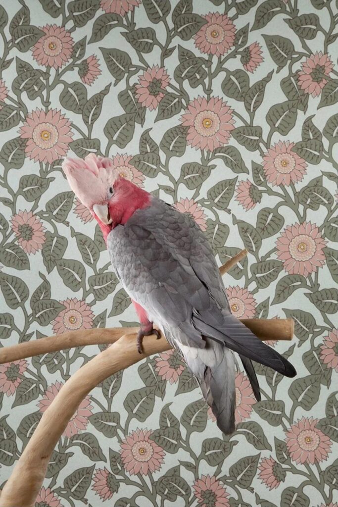Claire Rosen, Rose Breasted Cockatoo No. 7461, 2012, Archival Pigment Photograph