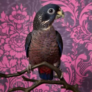 Claire Rosen, Dusky Parrot No. 7720, 2012, Archival Pigment Photograph