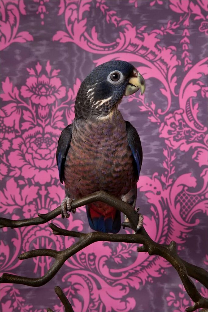 Claire Rosen, Dusky Parrot No. 7720, 2012, Archival Pigment Photograph