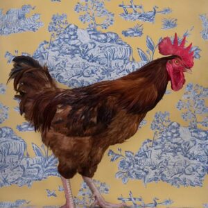 Claire Rosen, Red Jungle Fowl No. 9429, 2020, Archival Pigment Photograph