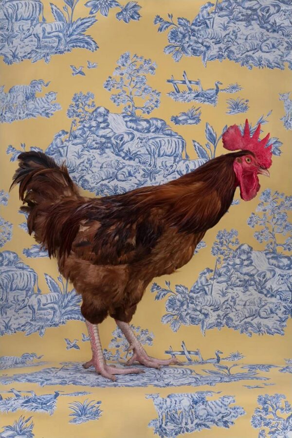 Claire Rosen, Red Jungle Fowl No. 9429, 2020, Archival Pigment Photograph Claire Rosen, Red Jungle Fowl No. 9429, 2020, Archival Pigment Photograph