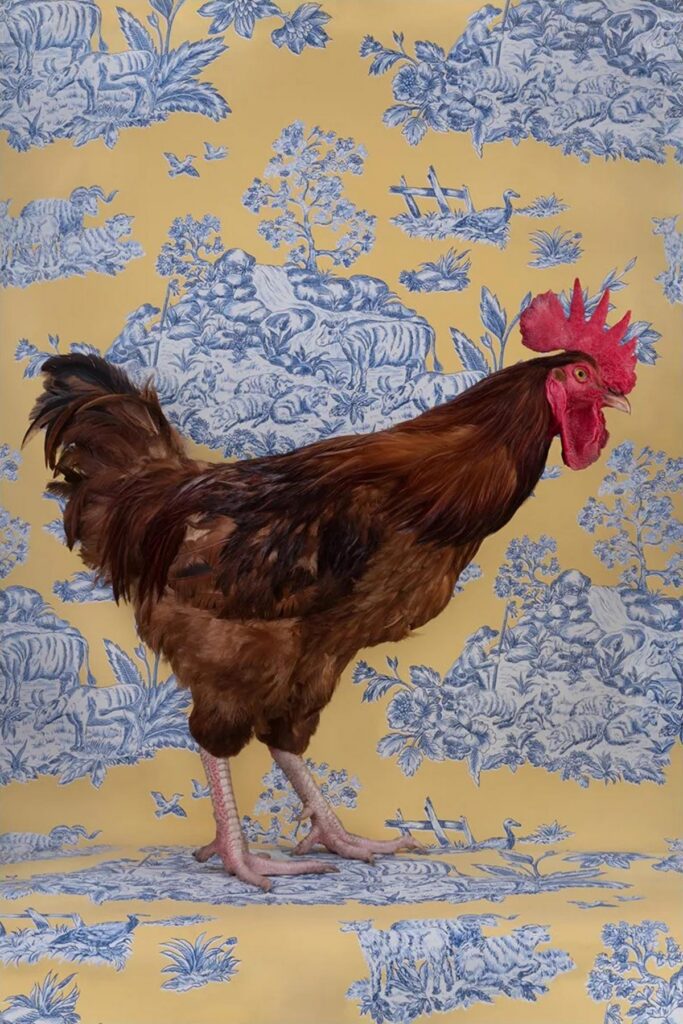 Claire Rosen, Red Jungle Fowl No. 9429, 2020, Archival Pigment Photograph