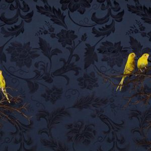 Claire Rosen, Parakeets No. 9962, 2015, Archival Pigment Photograph