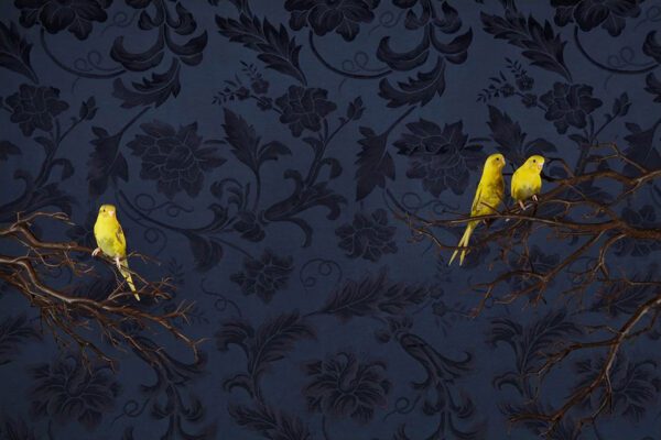 Claire Rosen, Parakeets No. 9962, 2015, Archival Pigment Photograph Claire Rosen, Parakeets No. 9962, 2015, Archival Pigment Photograph