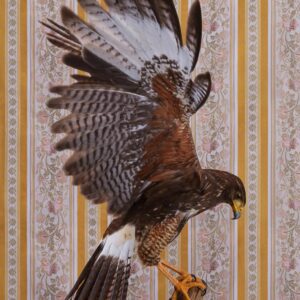 Claire Rosen, Harris's Hawk No. 7495, 2021, Archival Pigment Photograph