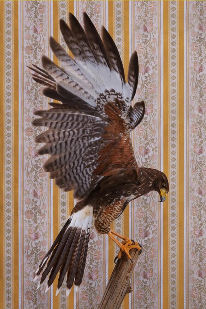 Claire Rosen, Harris's Hawk No. 7495, 2021, Archival Pigment Photograph
