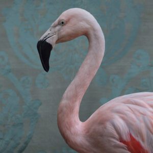 Claire Rosen, Greater Flamingo No. 0350, 2017, Archival Pigment Photograph