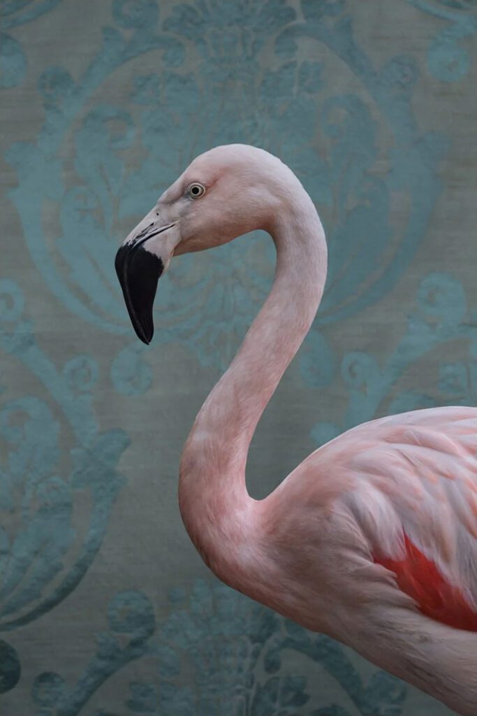 Claire Rosen, Greater Flamingo No. 0350, 2017, Archival Pigment Photograph