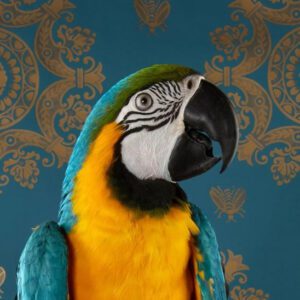 Claire Rosen, Blue and Gold Macaw No. 7429,, 2022, Archival Pigment Photograph