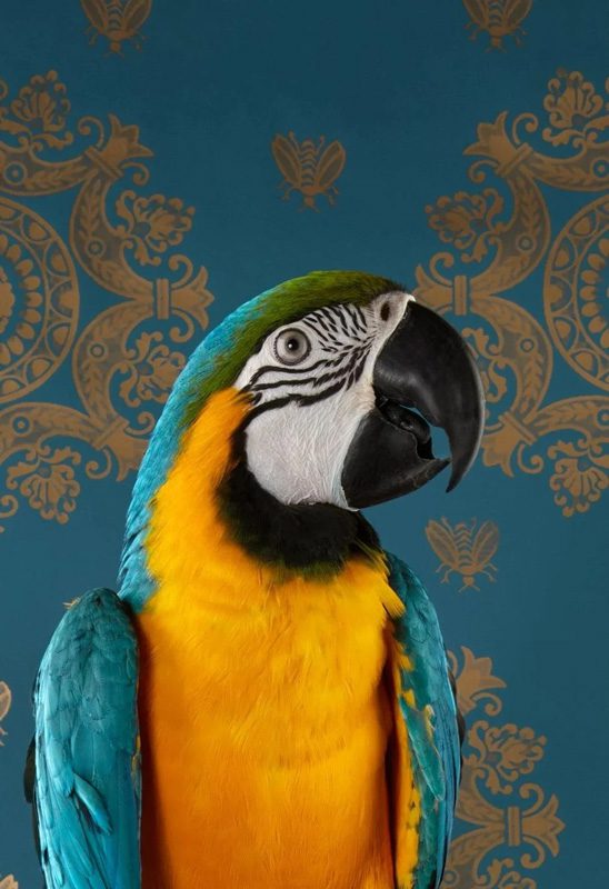 Claire Rosen, Blue and Gold Macaw No. 7429,, 2022, Archival Pigment Photograph
