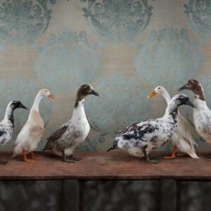 Claire Rosen, Domestic Ducks No. 0197, 2020, Archival Pigment Photograph