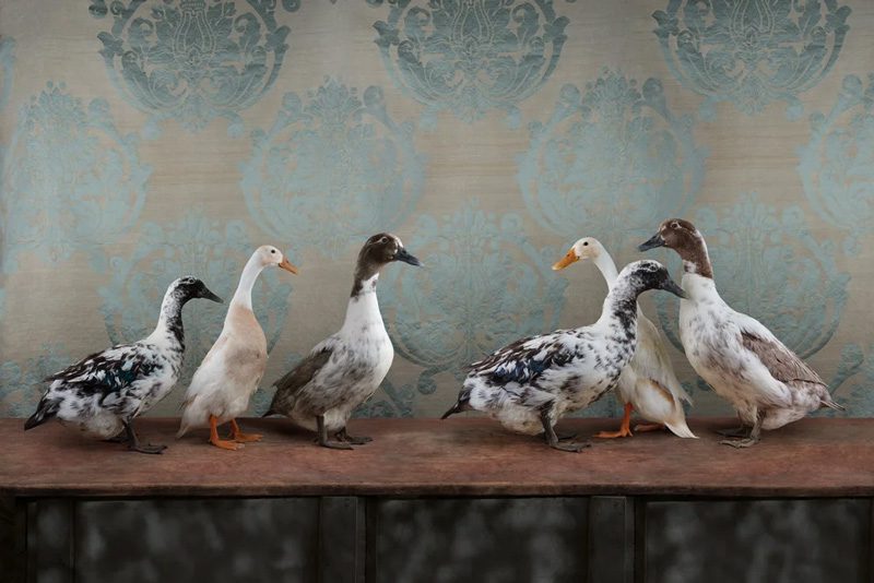Claire Rosen, Domestic Ducks No. 0197, 2020, Archival Pigment Photograph