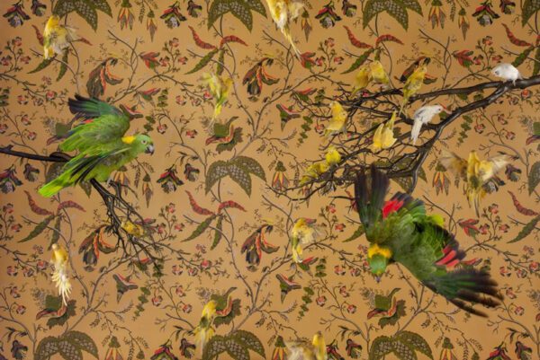 Claire Rosen, Yellow-Naped Amazon with Budgerigars, 2015, Archival Pigment Photograph Claire Rosen, Yellow-Naped Amazon with Budgerigars, 2015, Archival Pigment Photograph