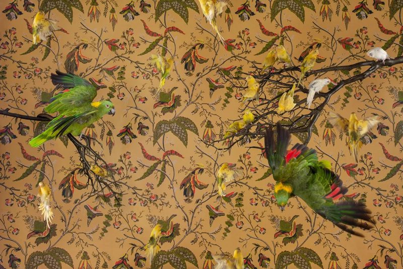 Claire Rosen, Yellow-Naped Amazon with Budgerigars, 2015, Archival Pigment Photograph