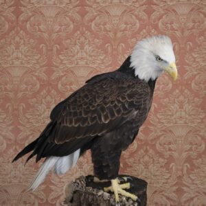Claire Rosen, Bald Eagle, 3028, 2021, Archival Pigment Photograph