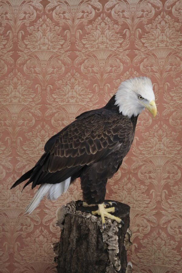 Claire Rosen, Bald Eagle, 3028, 2021, Archival Pigment Photograph