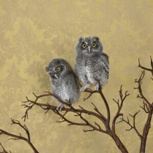 Claire Rosen, Spotted Eagle Owlets, 7711, 2021, Archival Pigment Photograph