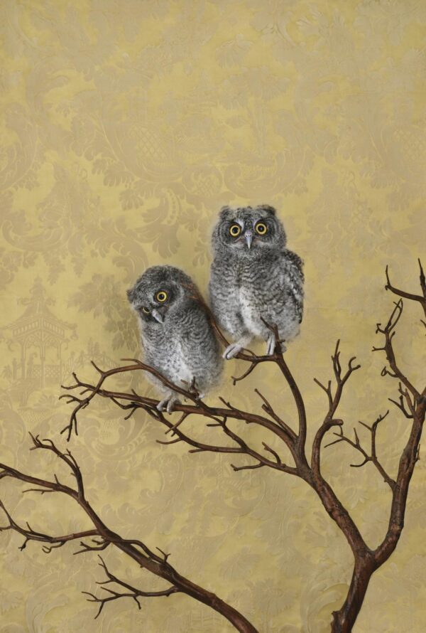 Claire Rosen, Spotted Eagle Owlets, 7711, 2021, Archival Pigment Photograph Claire Rosen, Spotted Eagle Owlets, 7711, 2021, Archival Pigment Photograph