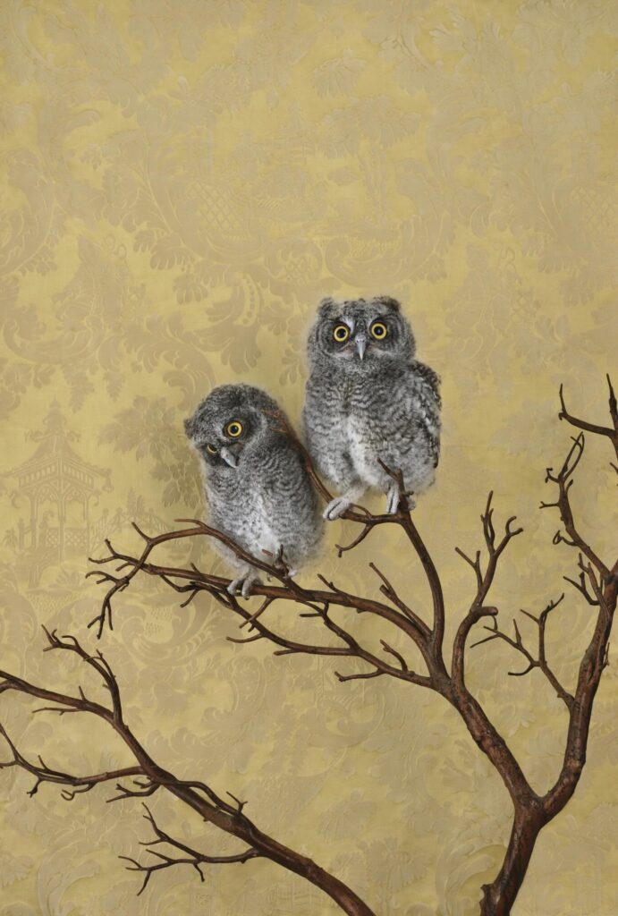 Claire Rosen, Spotted Eagle Owlets, 7711, 2021, Archival Pigment Photograph