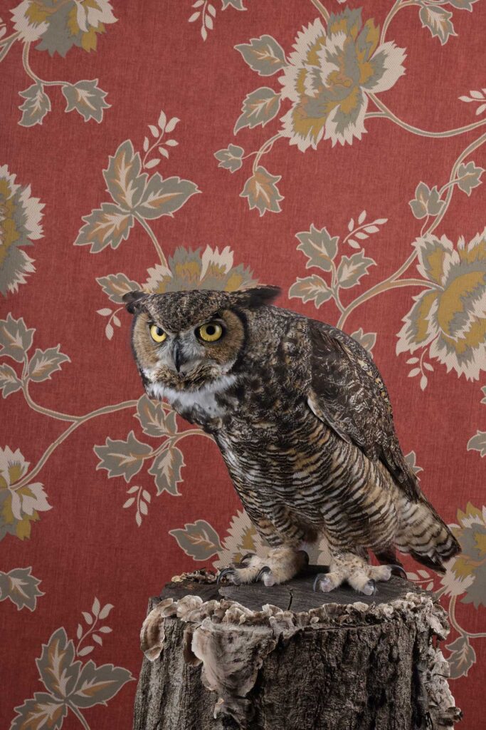 Claire Rosen, Great Horned Owl, 2514, 2021, Archival Pigment Photograph