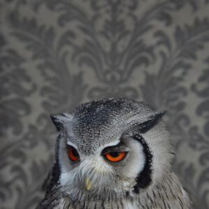 Claire Rosen, Southern Whitefaced Owl, 7214, 2016, Archival Pigment Photograph