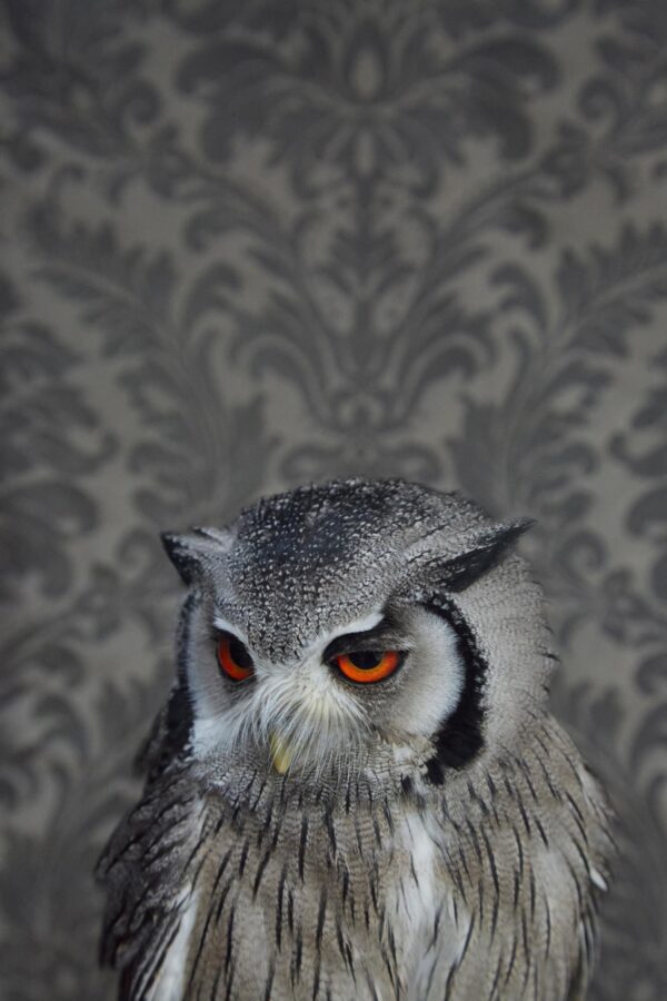Claire Rosen, Southern Whitefaced Owl, 7214, 2016, Archival Pigment Photograph Claire Rosen, Southern Whitefaced Owl, 7214, 2016, Archival Pigment Photograph