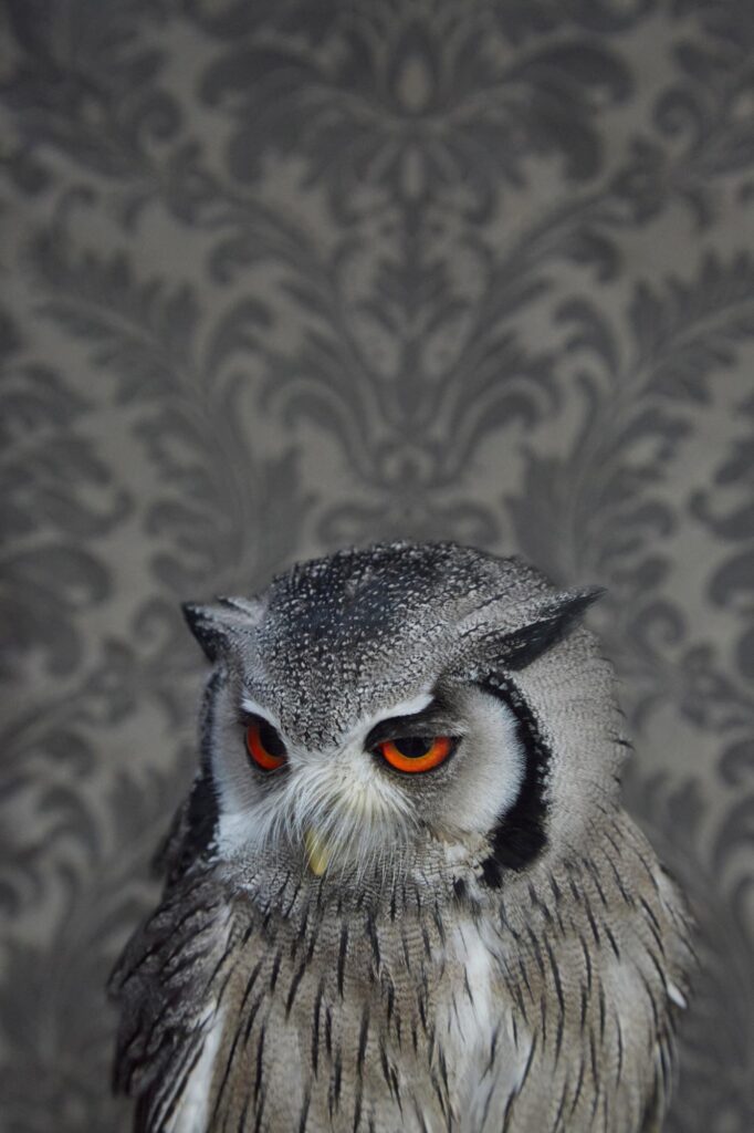 Claire Rosen, Southern Whitefaced Owl, 7214, 2016, Archival Pigment Photograph