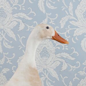 Claire Rosen, Indian Runner Duck, 9976, 2020, Archival Pigment Photograph
