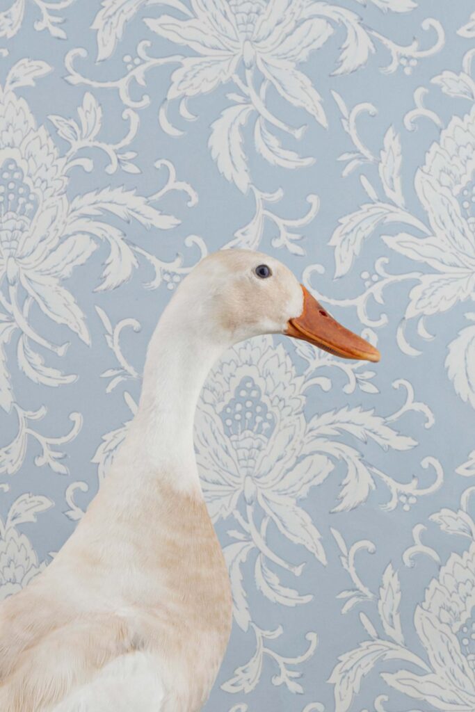 Claire Rosen, Indian Runner Duck, 9976, 2020, Archival Pigment Photograph