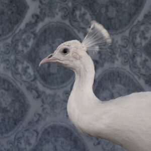 Claire Rosen, White Peacock, 9490, 2018 Archival Pigment Photograph