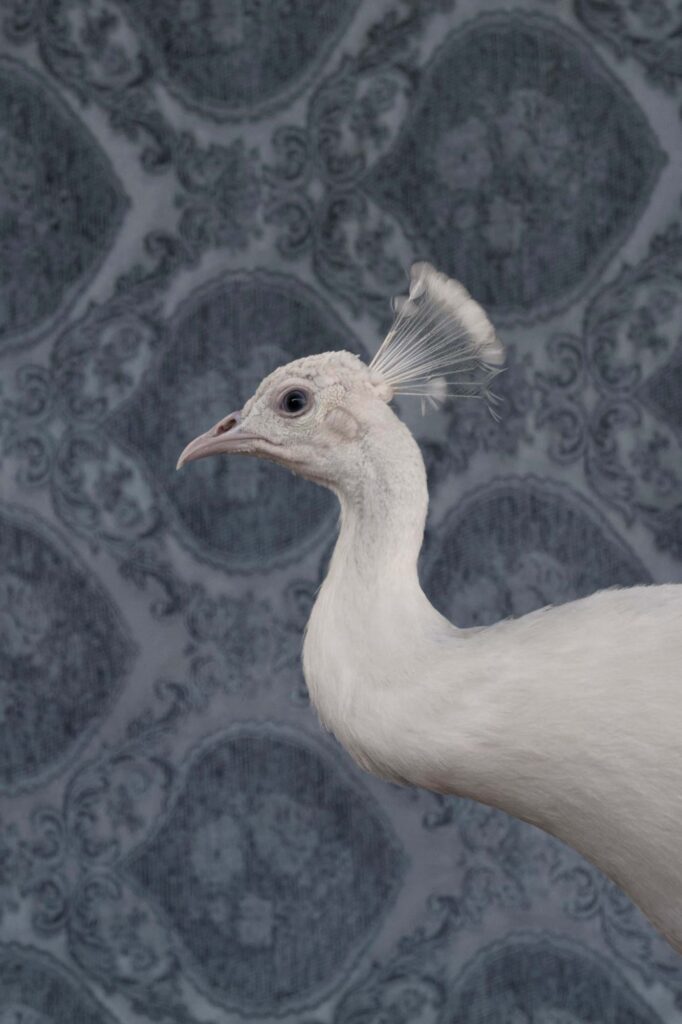 Claire Rosen, White Peacock, 9490, 2018 Archival Pigment Photograph