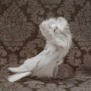 Claire Rosen, Jacobin Pigeon, 9643, 2018, Archival Pigment Photograph