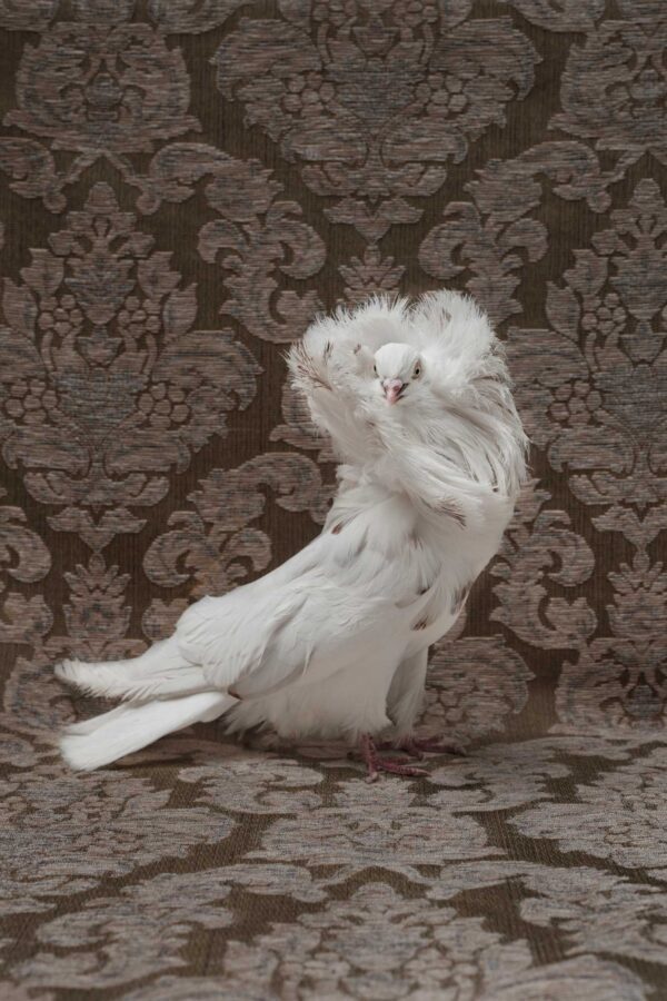 Claire Rosen, Jacobin Pigeon, 9643, 2018, Archival Pigment Photograph Claire Rosen, Jacobin Pigeon, 9643, 2018, Archival Pigment Photograph