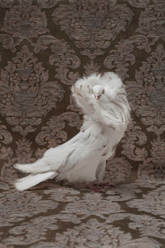 Claire Rosen, Jacobin Pigeon, 9643, 2018, Archival Pigment Photograph