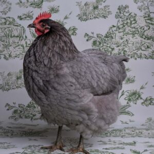 Claire Rosen, Blue Americanus Chicken, 6178, 2019, Archival Pigment Photograph