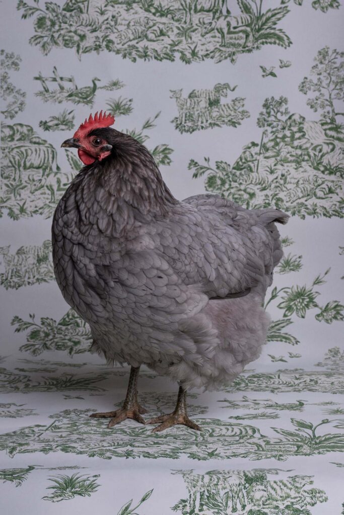 Claire Rosen, Blue Americanus Chicken, 6178, 2019, Archival Pigment Photograph