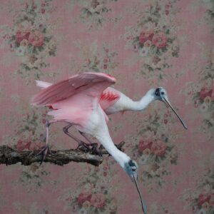 Clair Rosen, Roseate Spoonbills, 0769, 2025, Archival Pigment Photograph