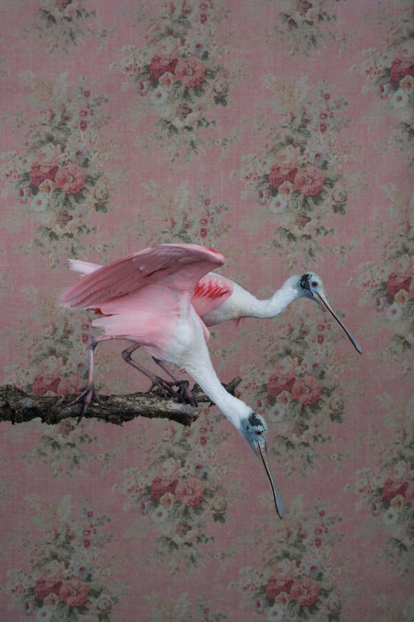 Clair Rosen, Roseate Spoonbills, 0769, 2025, Archival Pigment Photograph Clair Rosen, Roseate Spoonbills, 0769, 2025, Archival Pigment Photograph
